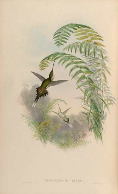 Phaethornis bourcieri de John Gould